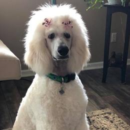Poodles from Aglow Standard Poodles