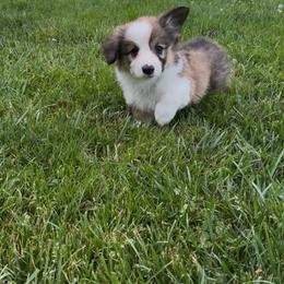 Pembroke Welsh Corgi puppies from Sugarbush Corgis