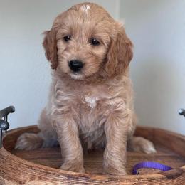 Rosie (Purple collar girl) - Apricot female Goldendoodle puppy in Skamokawa, Washington from East Valley Pups