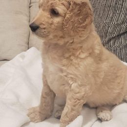 Goldendoodles from GoldenDoodles of Sweetbriar