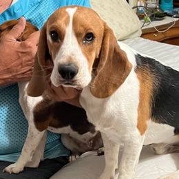Beagles from PJ's Beagles