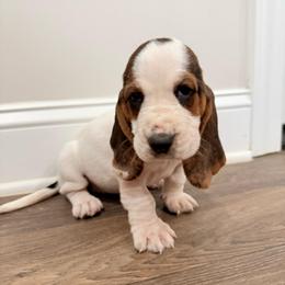 Pink lace ear - Black brown and white female Basset Hound puppy in Douglas, Georgia from Huffer Hounds and Havanese