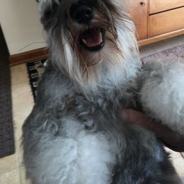 Miniature Schnauzer All Grown Up from Crown Point Miniature Schnauzers