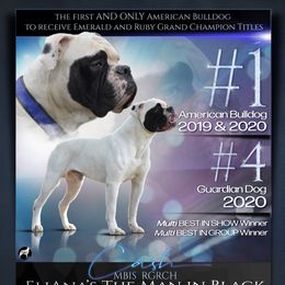 Cash - American Bulldog