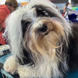 Addie - Havanese