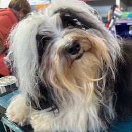 Addie - Havanese