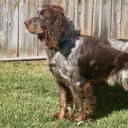 English Springer Spaniels from Goldridge Springers