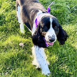 Lilly - English Springer Spaniel