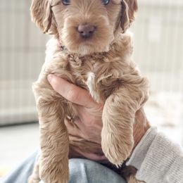 Australian Labradoodle Puppies from My Three Doodles