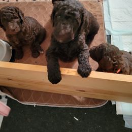Poodle Puppies from Coco Puffs Poodles