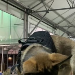 German Shepherd Puppies from Precision Dog Kennels