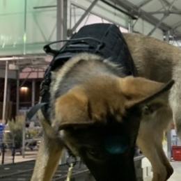 German Shepherd Puppies from Precision Dog Kennels