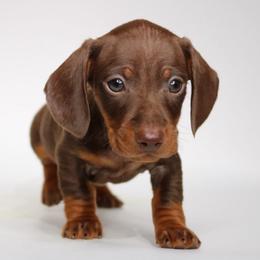 Banks (No Mark) - Chocolate and tan male Dachshund puppy in Red Bud, Illinois from Midwest Miniature Dachshunds