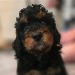 Freddy - Phantom male Bernedoodle puppy in Malden, Illinois from Doting Doodles