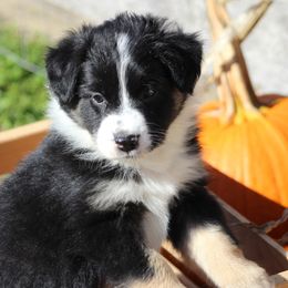 Ollie - Black tri-color male Australian Shepherd puppy in Granville, Ohio from River Trails Aussies