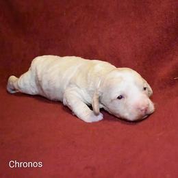 Chronos - Silver male Cockapoo puppy in Sunset, Louisiana from Cano Cockapoos