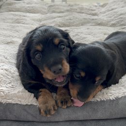 Dachshund Puppies from Pigeon Hill Dachshunds
