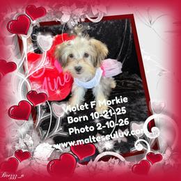 Violet F Morkie - female Morkie puppy in Silverhill, Alabama from Malteseuluv’s Tiny Treasurers