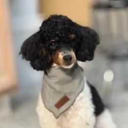 Tilly - Poodle