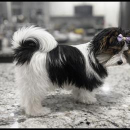Francisco - Black tan and white male Biewer Terrier puppy in Weiser, Idaho from Hells Canyon
