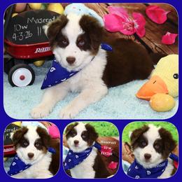Maserati - Red tri male Toy Australian Shepherd puppy in Levelland, Texas from Once Upon a Time Aussies