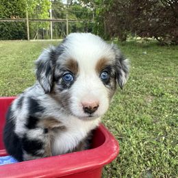 Aussiedoodle, Miniature Australian Shepherd, Poodle, and Toy Australian Shepherd Puppies from Sandy Creek Kennels