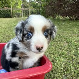 Aussiedoodle, Miniature Australian Shepherd, Poodle, and Toy Australian Shepherd Puppies from Sandy Creek Kennels