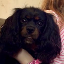 Cavalier King Charles Spaniel puppies from Ellis Family Cavaliers