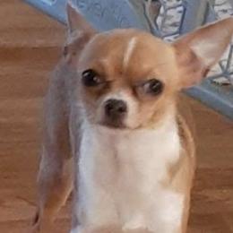 Lila - Chihuahua
