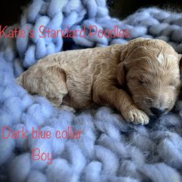 Poodle Puppies from Katie’s Standard Poodles