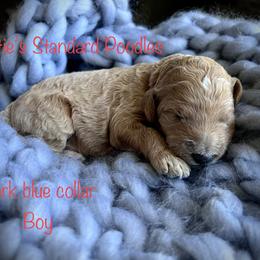 Poodle Puppies from Katie’s Standard Poodles