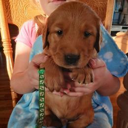 Green - Dark golden male Golden Retriever puppy in Lanesboro, Minnesota from Eagle Ridge Golden Retrievers