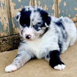 Ranger - Blue merle male Australian Shepherd puppy in Mineral Wells, Texas from A6 Australian Shepards
