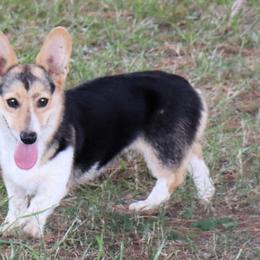 Maggie - Pembroke Welsh Corgi