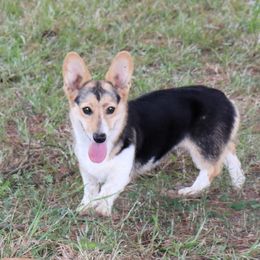 Maggie - Pembroke Welsh Corgi