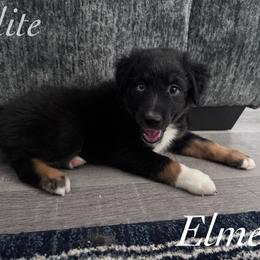 Elmer - Black tri male Miniature Australian Shepherd puppy in Corpus Christi, Texas from Elite Miniature Australian Shepherds