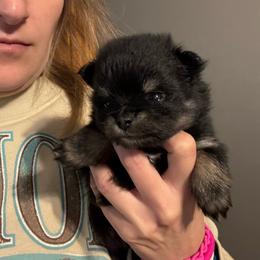 Brooklyn - Black and tan female Pomeranian puppy in Success, Missouri from Sweet Success
