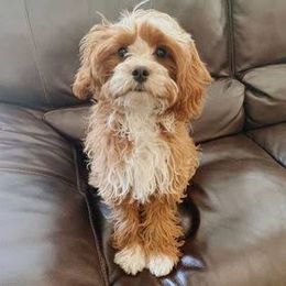Cavapoos, Cockapoos, and Goldendoodles from Forest Creek Kennel