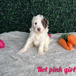 Hot pink girl - Merle female Bernedoodle puppy in Modesto, California from Two Doods Doodles