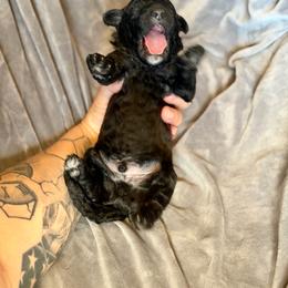 Zeus - Black male Goldendoodle puppy in Twin Falls, Idaho from Burrow & Bone