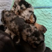 Harlequin Female 1 - Harlequin female Beauceron puppy in Floyd’s Knobs, Indiana from Birdwing Beaucerons