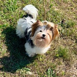 Chucky - Blue tan and white male Biewer Terrier puppy in Iva, South Carolina from Petit Bijou Biewer Terriers & Russian Salon Dogs