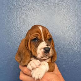 Carl Dean - Mahogany and white male Basset Hound puppy in Bellaire, Ohio from Blessed Bassets