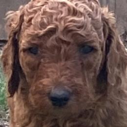 Goldendoodles from Odell Goldendoodles