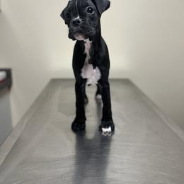 Cooper, Price Reduced - Brindle male Boxer puppy in Upper Sandusky, Ohio from Rock Run Homestead