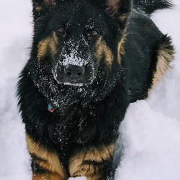 German Shepherd All Grown Up from Vom Lillibruke Strass German Shepherds