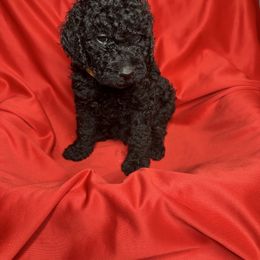 Yellow - Goldendoodle puppy from Mount Doodles