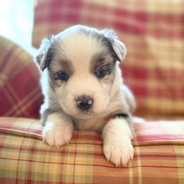 Moose - Blue merle male Miniature Australian Shepherd puppy in Romney, West Virginia from South Branch Mini Aussies