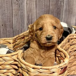 Tango - Apricot Goldendoodle puppy in Chelan, Washington from North Cascades Doodles