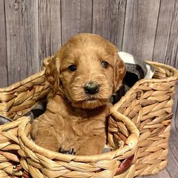 Tango - Apricot Goldendoodle puppy in Chelan, Washington from North Cascades Doodles